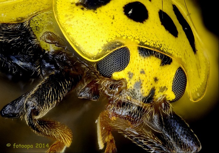 Bug Head, Right Eye