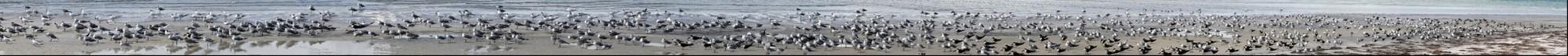 Shore Birds on Anclotte Key, Florida