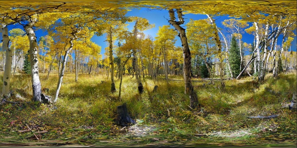 Aspens in Colorado