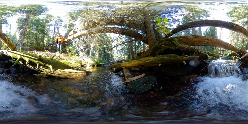 Under a fallen tree, Rocky Mountain National Park
