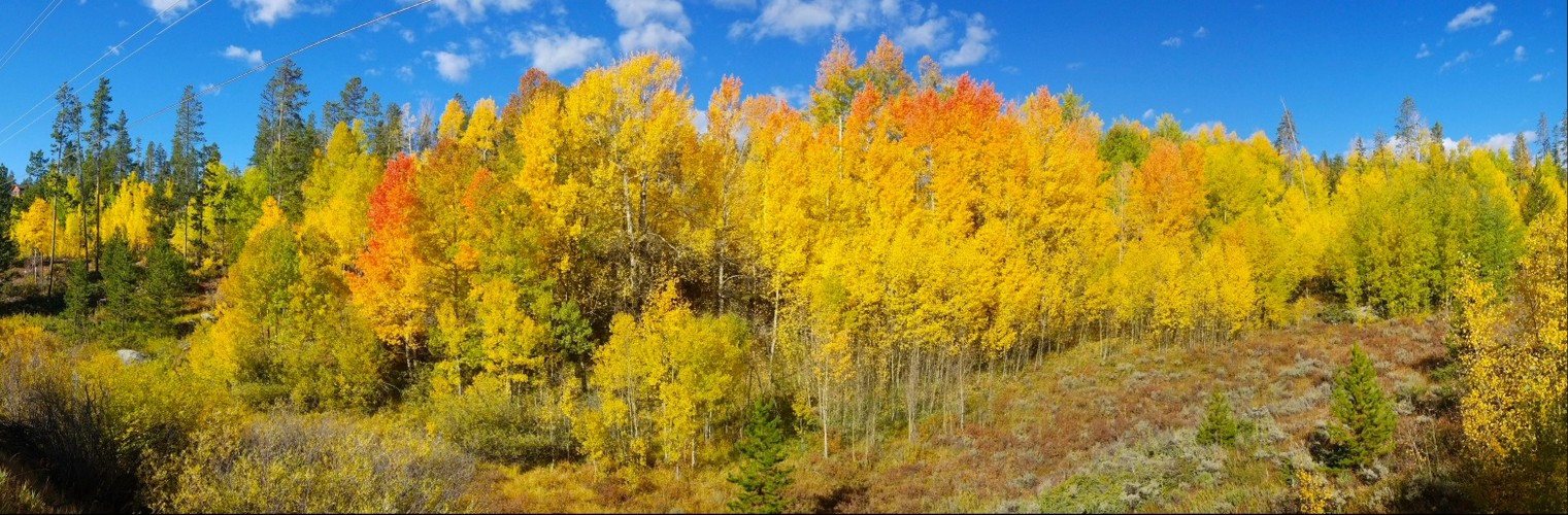 Aspens turning, by Grand Lake, Colorado