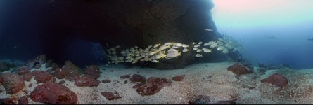 Cocos Island, Dos Amigos, Swim Through with Hammerheads, Whitetip Reef Sharks, and Snappers