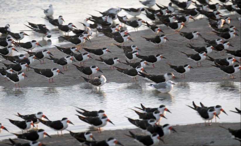 Black Skimmers, the endangered beach bird, Crystal River, Florida 