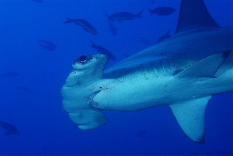 Scalloped Hammerhead Shark, Cocos Island, Costa Rica