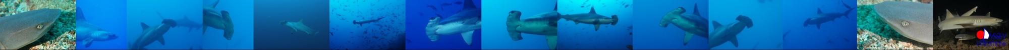 ScallopedHammerhead and Whitetip Reef Sharks, Cocos Island, Costa Rica