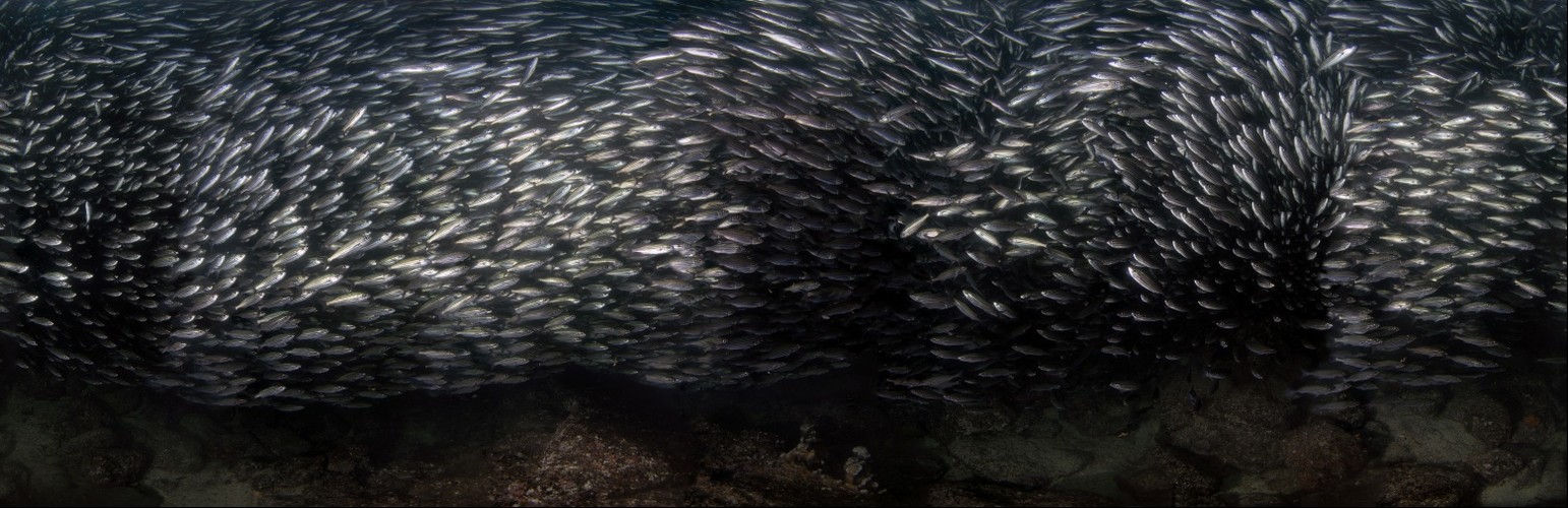 Inside a Galapagos Bait Ball of Black Stripped Salema Fish - 360 degree underwater panorama