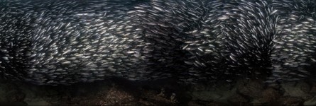 Inside a Galapagos Bait Ball of Black Stripped Salema Fish - 360 degree underwater panorama