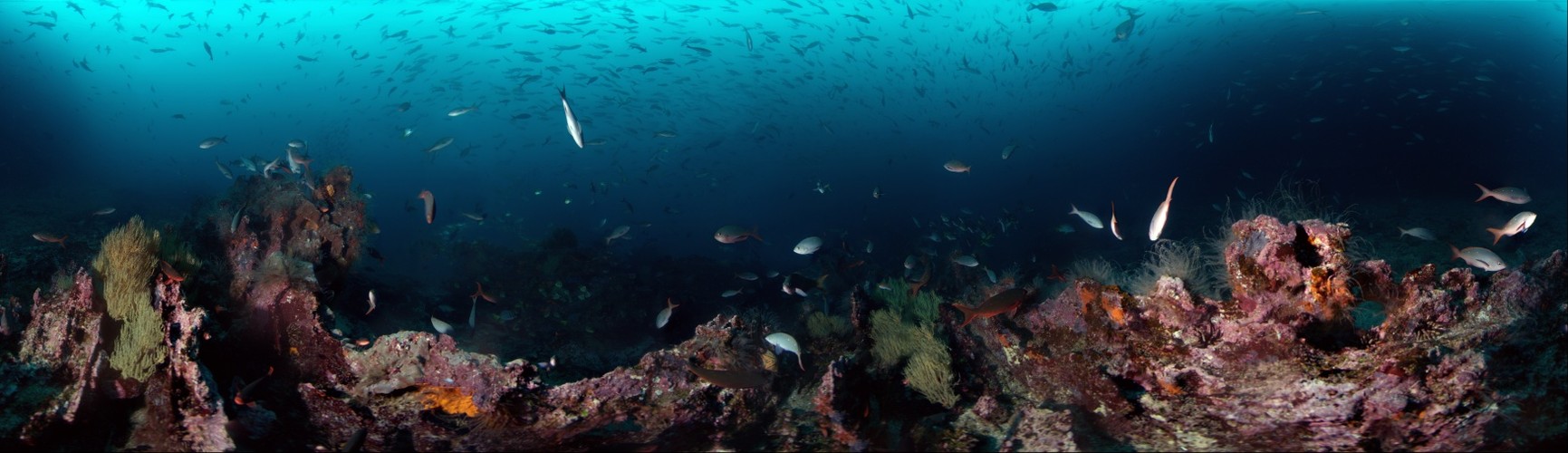 Galapagos Coral Reef and Fishes - 360 degree underwater panorama