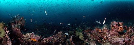 Galapagos Coral Reef and Fishes - 360 degree underwater panorama