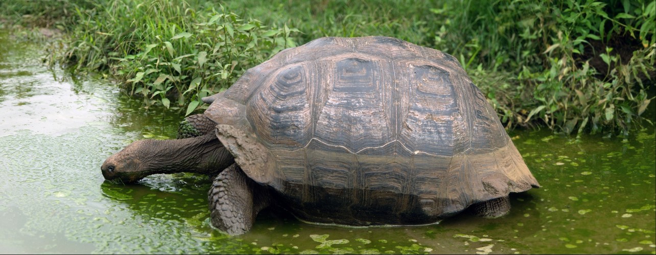 Galapagos Tortoise takes a bath