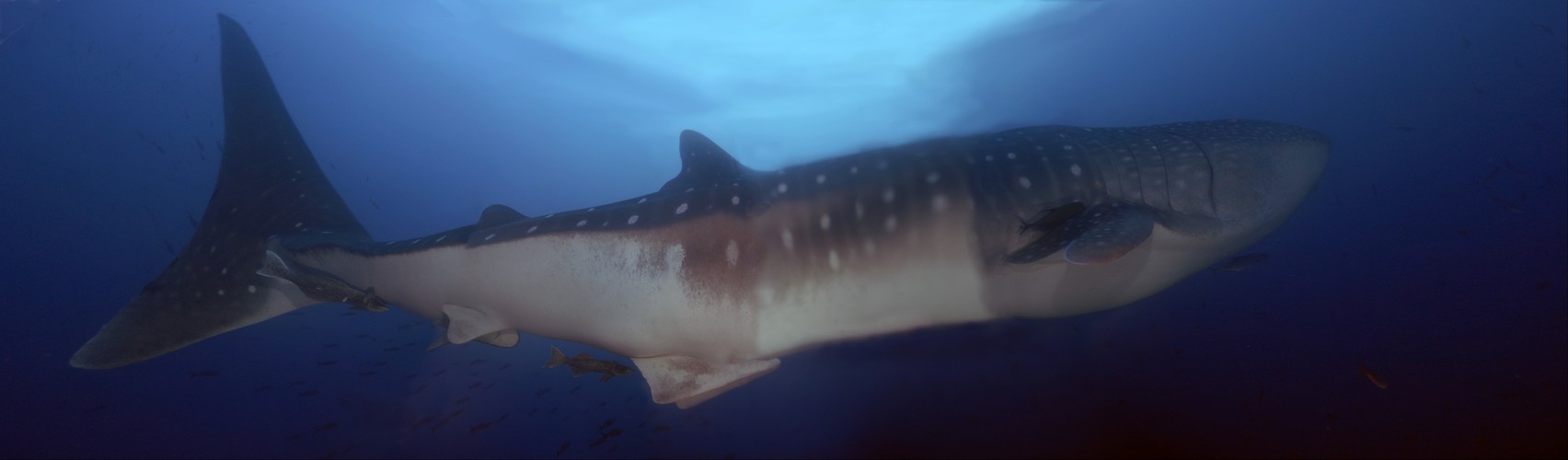 Gigashark Whale Shark Galapagos