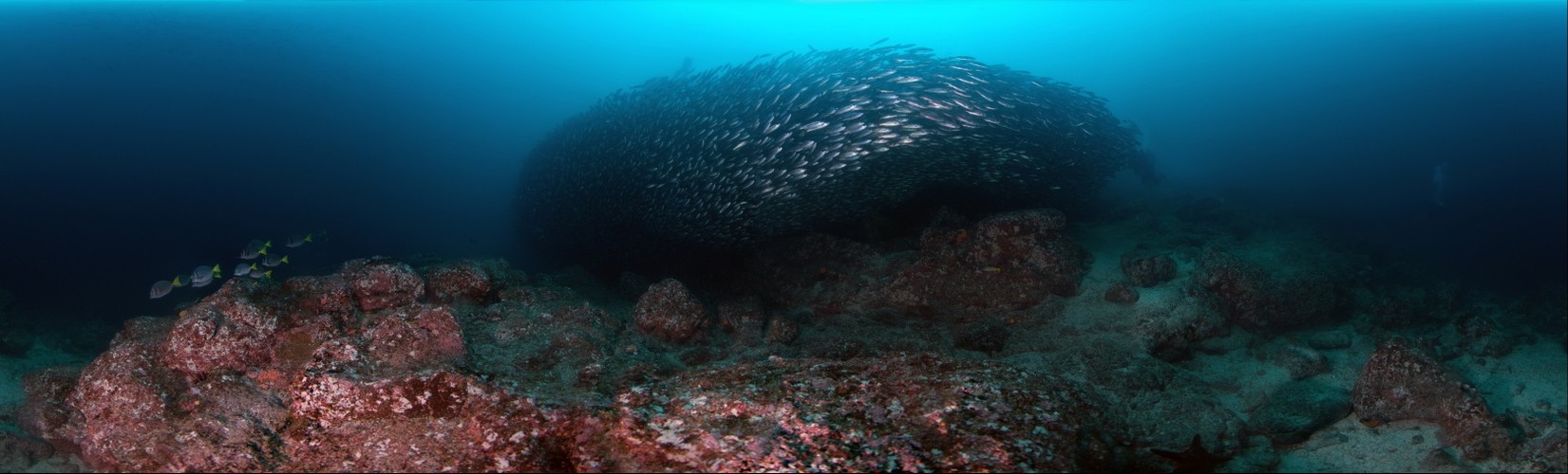 Galapagos Bait Ball of Salema Fish
