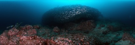 Galapagos Bait Ball of Salema Fish