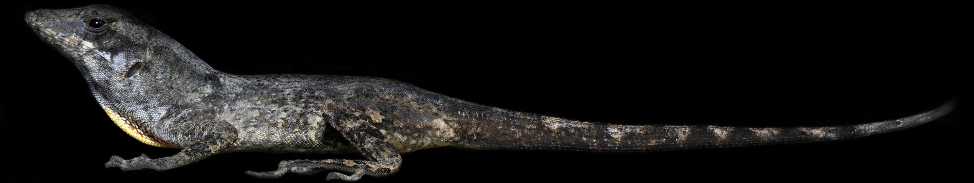 Gigalizard