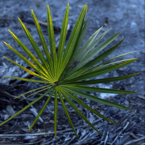 Palm Frond with Spider Web
