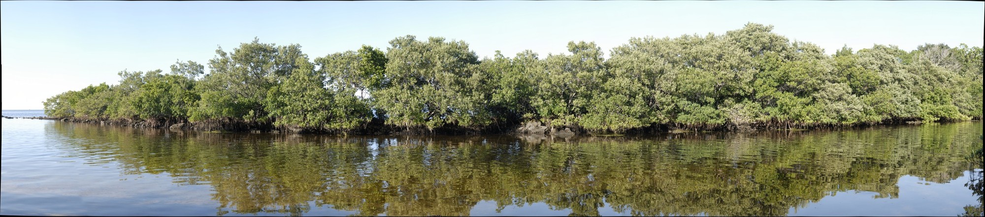 Florida Mangroves