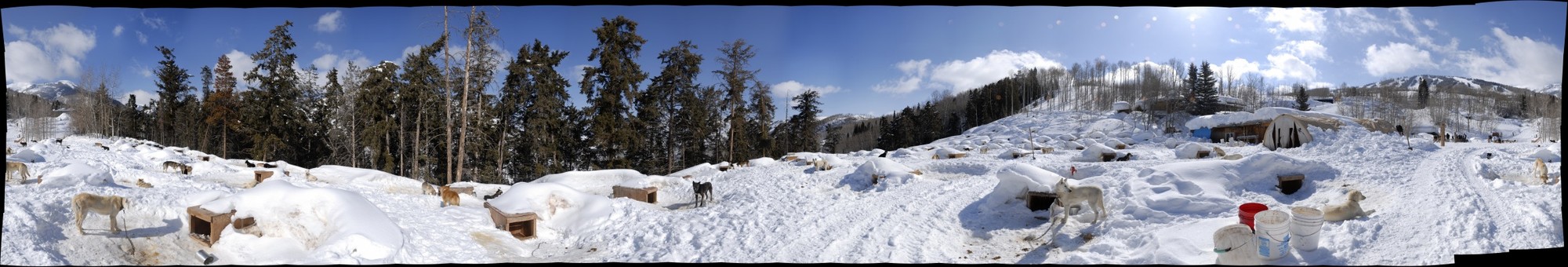 Kabloonik, Colorado - Sled Dog Easter Challenge, Count The Number of Dogs In Sceene