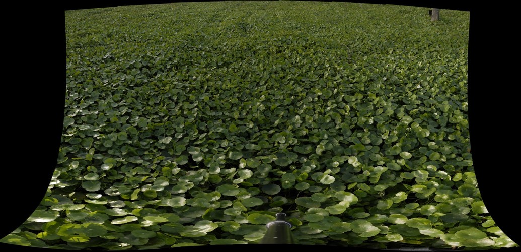dollarweed field