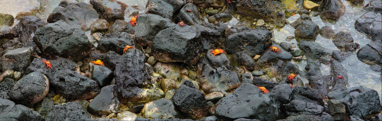 Galapagos Intertidal