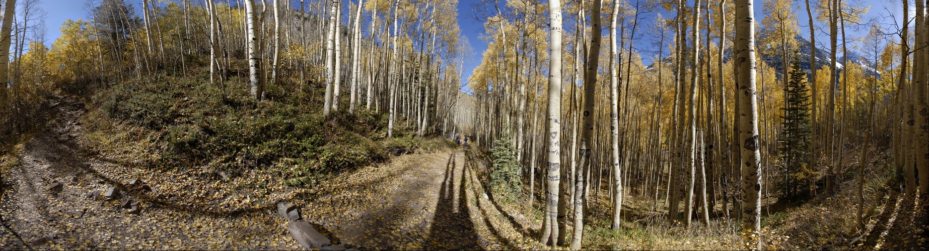 Aspen Grove, Maroon Bells Trail, Aspen, Colorado 360 degree panorama