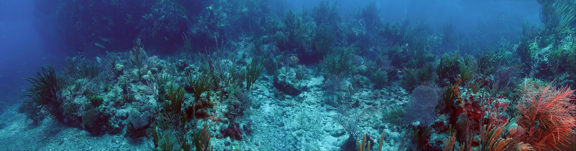 Underwater panorama coral reef scene, Cockroach Dog, British Virgin Islands