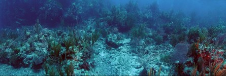 Underwater panorama coral reef scene, Cockroach Dog, British Virgin Islands