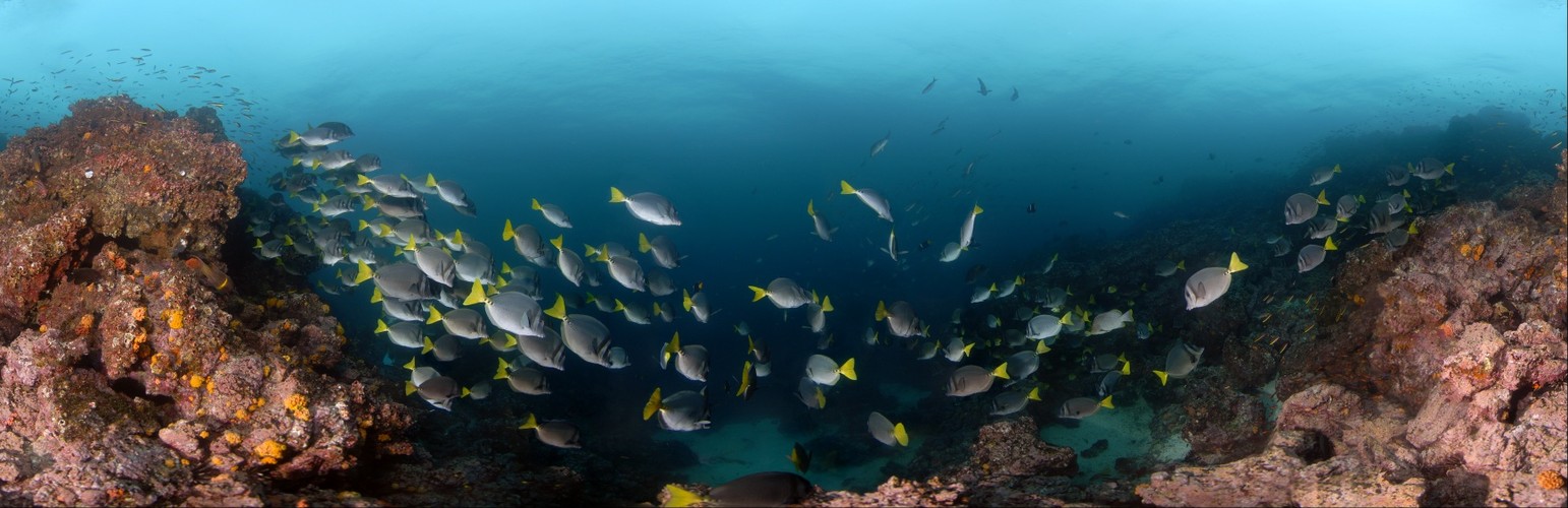 Surgeon Fish - Galapagos