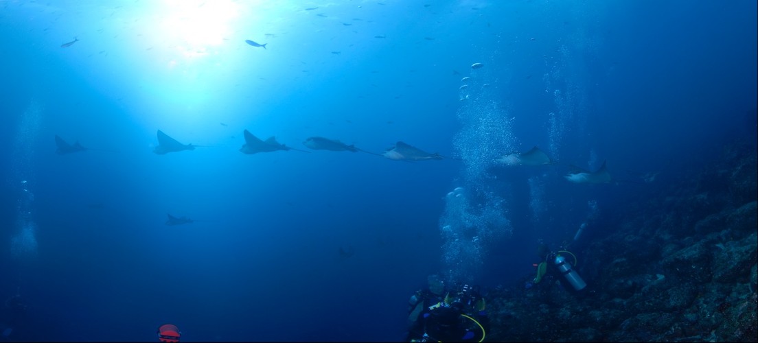 Spotted Eagle Ray Fly By - Galapagos