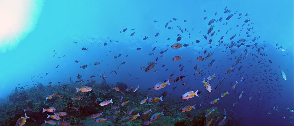 Creole Fish at Mystery Reef, St Vincent