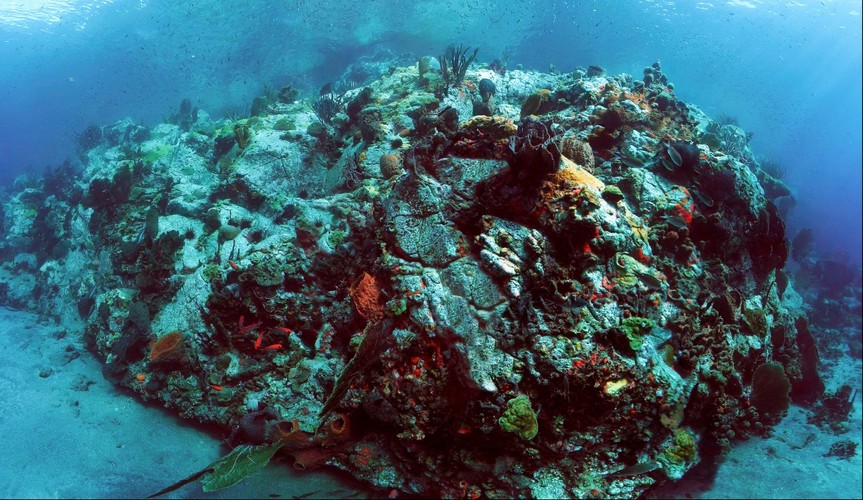 Underwater, South Wall Coral, Petite Byahut, St Vincent (Orca Point)