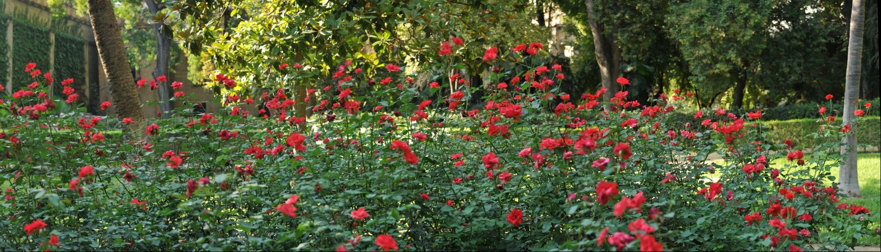 Red Flowers, Real Alcazar, Sevilla, Spain