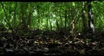 I am a molecular ecologist, based at the University of Guelph in Ontario Canada, and interested in tracking how ACG ant communities change here with elevation, temperature and time.  I have been following this across three volcanoes in Guanacaste Province (Cacao, Rincon de la Vieja and Orosi) since 2008.  My hope and intent is to continue this monitoring for the long term. As part of this monitoring I take GigaPan panoramas of each sampled habitat.

https://sites.google.com/site/acgdecemember2011/